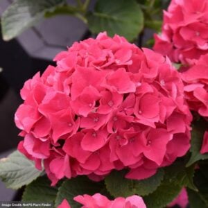 Hydrangea Macrophylla – Wee Bit Giddy® – #2 Container