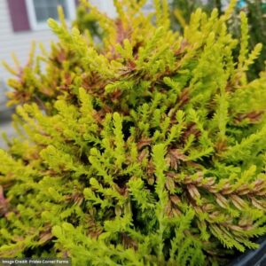 Heather (Calluna vulgaris) – Carnival – #1 Container
