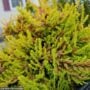 Heather (Calluna vulgaris) – Carnival – #1 Container