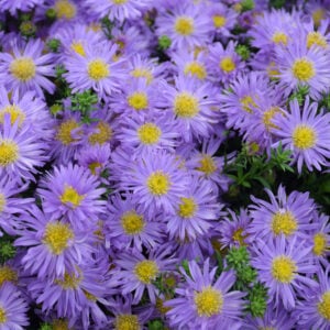 Aster - Kickin Purple - #2 Container