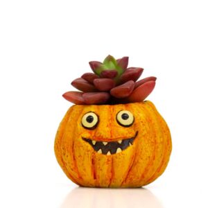 Snickers Mini Pumpkin Planter - Blobhouse