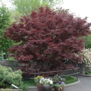 Japanese Maple – Bloodgood – #2 Container