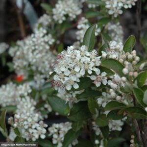 Chokeberry – Brilliant Red – #3 Container
