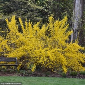 Forsythia – Lynwood Gold – #3 Container