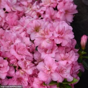 Azalea – Rosebud – #3 Container