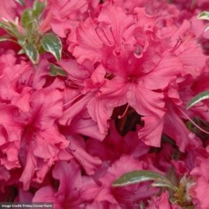 Azalea – Arctic Rose – #3 Container