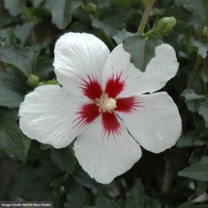 Rose of Sharon – Lil’ Kim – #2 Container