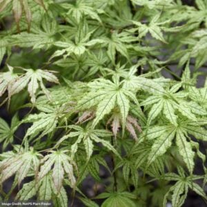 Japanese Maple – Peaches And Cream – #3 Container