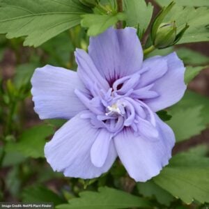 Rose Of Sharon – Blue Chiffon® – #3 Container
