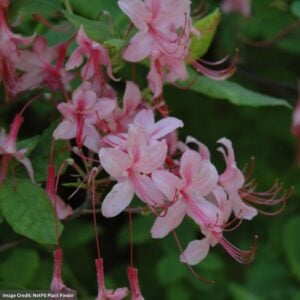 Azalea – Pinxterbloom – #2 Container