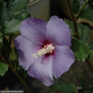 Rose Of Sharon – Azurri Blue Satin – #3 Container