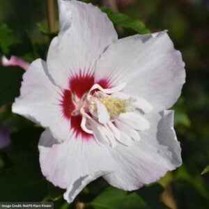 Rose Of Sharon – Fiji™ – #3 Container