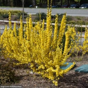 Forsythia – Show Off® Starlet – #3 Container