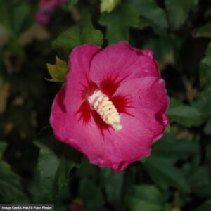 Rose of Sharon – Lil’ Kim Violet – #2 Container