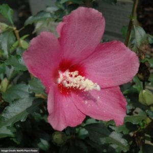 Rose Of Sharon – Lil Kim Red® – #2 Container