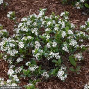 Chokeberry – Low Scape – #3 Container
