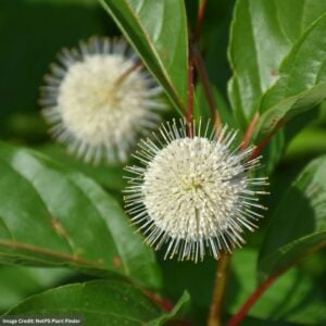 Button Bush – Magical Moonlight – #3 Container
