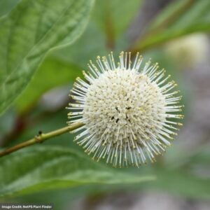 Button Bush – Fiber Optics® – #3 Container