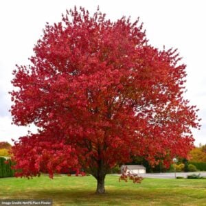 Red Maple - #3 Container