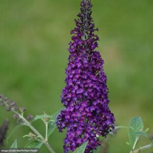 Butterfly Bush – Dark Dynasty – #3 Container