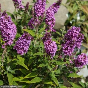 Butterfly Bush – Birthday Cake™ – #2 Container