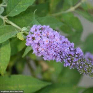 Butterfly Bush – Lil Lavender™ – #2 Container