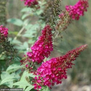 Butterfly Bush – Lil Raspberry™ – #2 Container