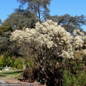 Groundsel (Sea Myrtle) Tree – #3 Container