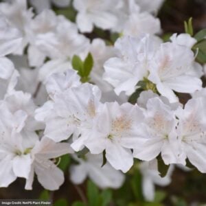 Azalea – Delaware Valley White – #2 Container