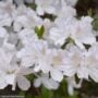 Azalea – Delaware Valley White – #2 Container