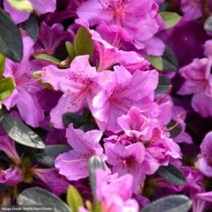 Azalea – Karen – #3 Container
