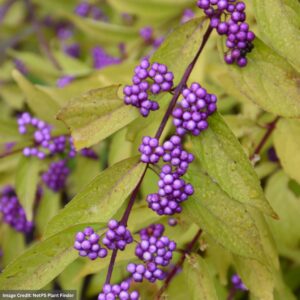 Beautyberry – Early Amethyst – 8″ Container