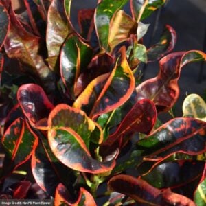 Croton – Mamey – 10″