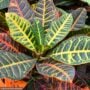 Croton – Petra – 6″