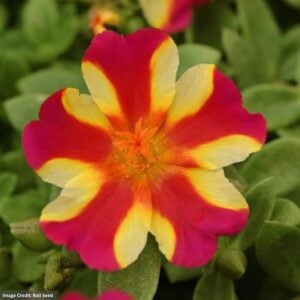 Portulaca – Rio Grande Raspberry Lemonade – 10″ Hanging Basket