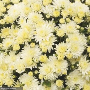 Chrysanthemum - Amiko White - 10" Patio Pot