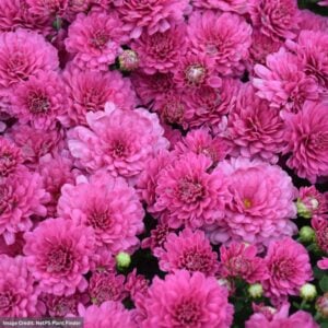 Chrysanthemum - Padre Cerise - 10" Patio Pot