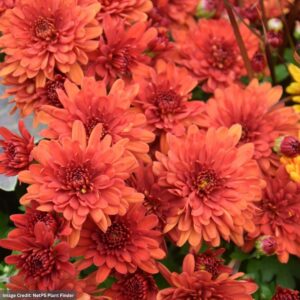 Chrysanthemum - Padre Orange - 10" Patio Pot