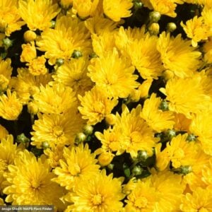 Chrysanthemum - Padre Yellow - 10" Patio Pot