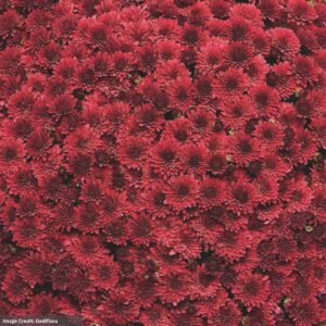 Chrysanthemum - Koko Red - 10" Patio Pot