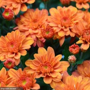Chrysanthemum - Pumpkin Pie - 10" Patio Pot