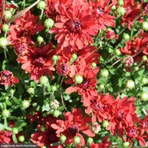 Chrysanthemum - Stellar Red - 10" Patio Pot