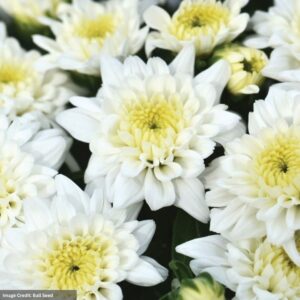 Chrysanthemum - Celestial White - 8" Pot