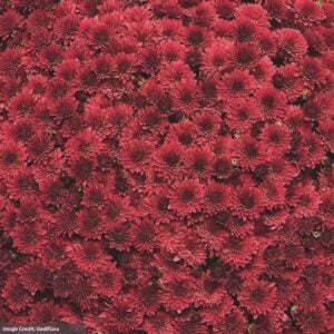 Chrysanthemum - Koko Red - 8" Pot