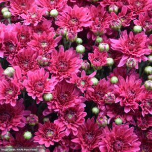 Chrysanthemum - Stellar Purple - 8" Pot