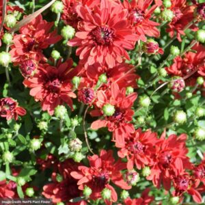 Chrysanthemum - Stellar Red - 8" Pot