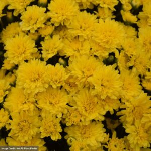 Chrysanthemum - Stellar Yellow - 8" Pot