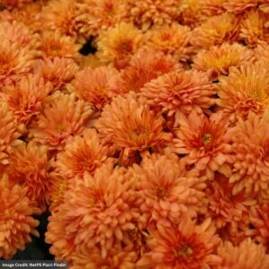 Chrysanthemum - Gigi™ Orange - 4.5" Pot