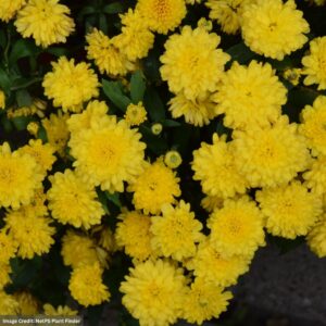Chrysanthemum - Gigi™ Yellow - 4.5" Pot