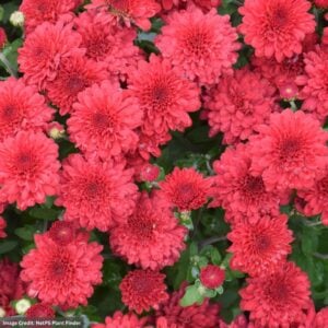 Chrysanthemum - Red Ryder - 10" Patio Pot